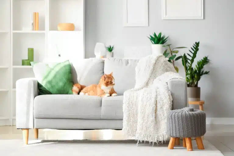 Living room with a white sofa and a cat