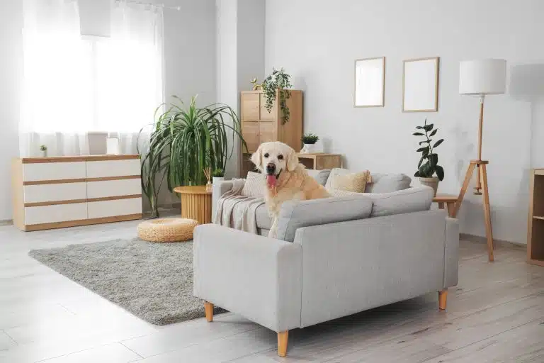 Bright living room with a grey sofa and a dog